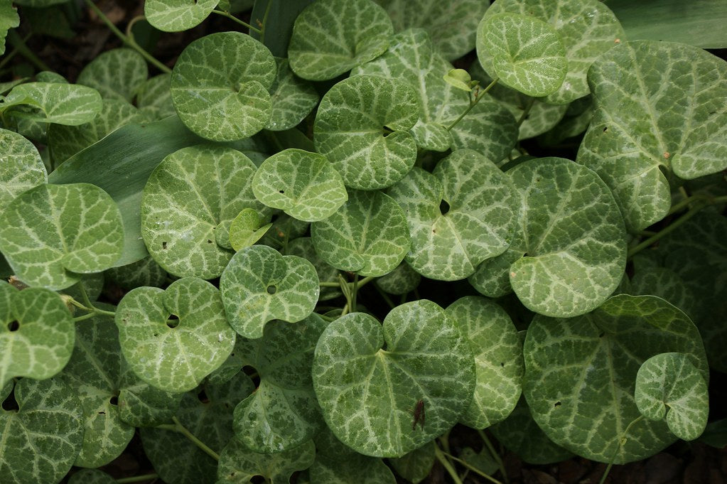 White-Veined Dutchman's Pipe Aristolochia fimbriata 10 Seeds