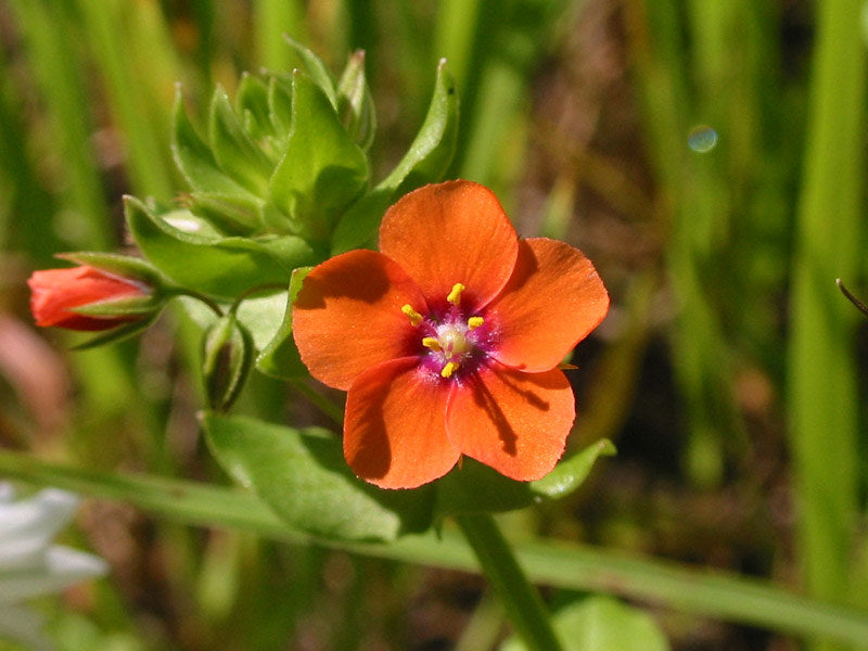 scarlet pimpernel flower seeds Scarlet Pimpernel Anagallis arvensis 100 Seeds – R&B Floridaseeds