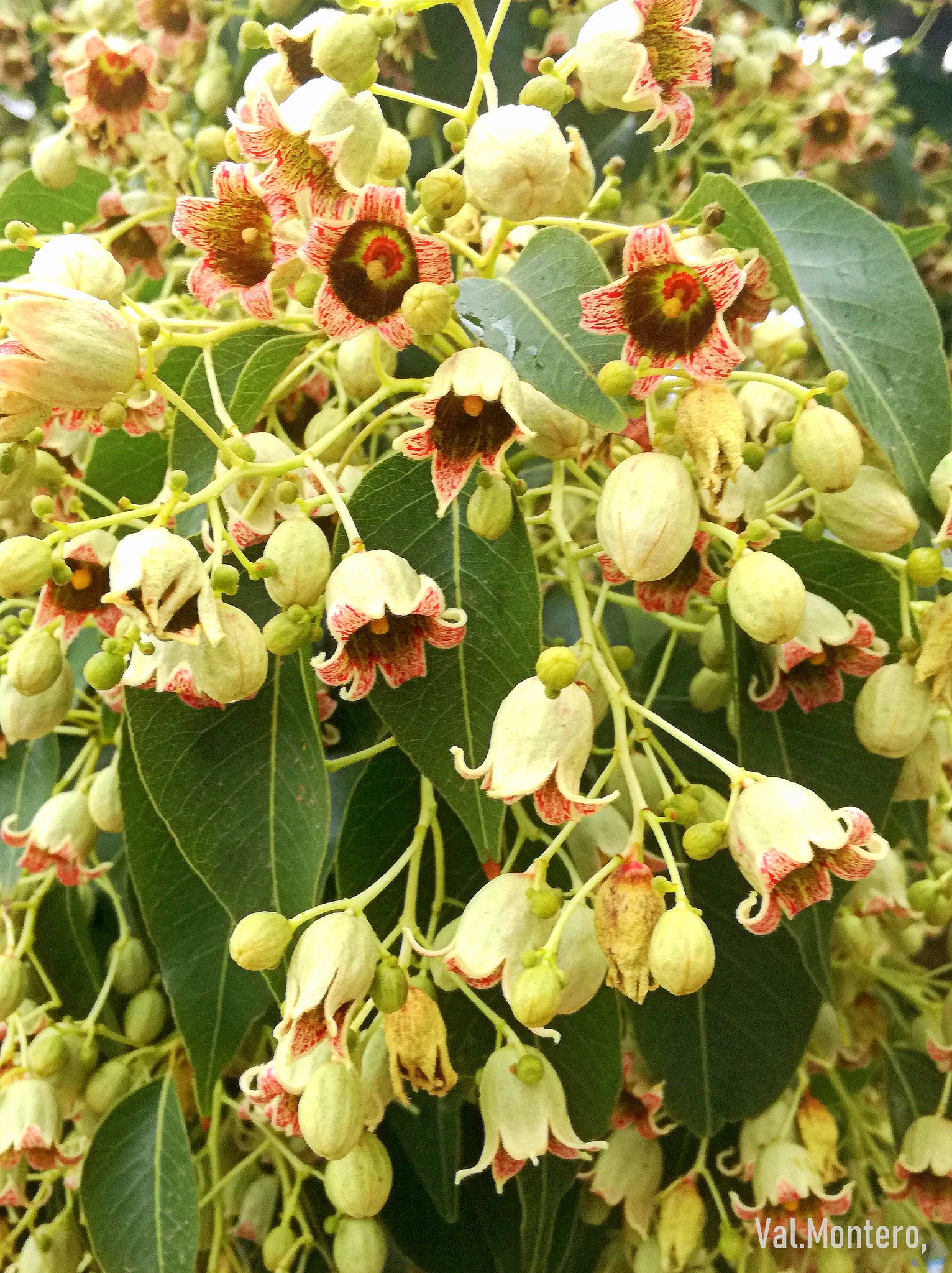 Bottle Tree - Brachychiton populneus