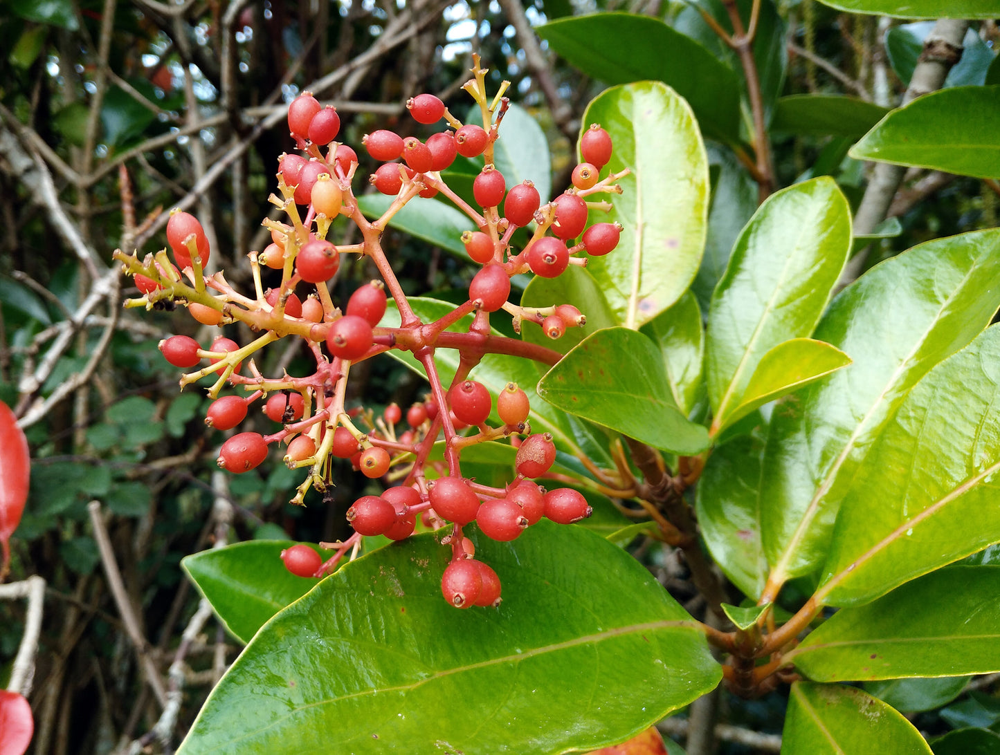 Mirror Leaf Viburnum 100 Seeds Viburnum awabuki