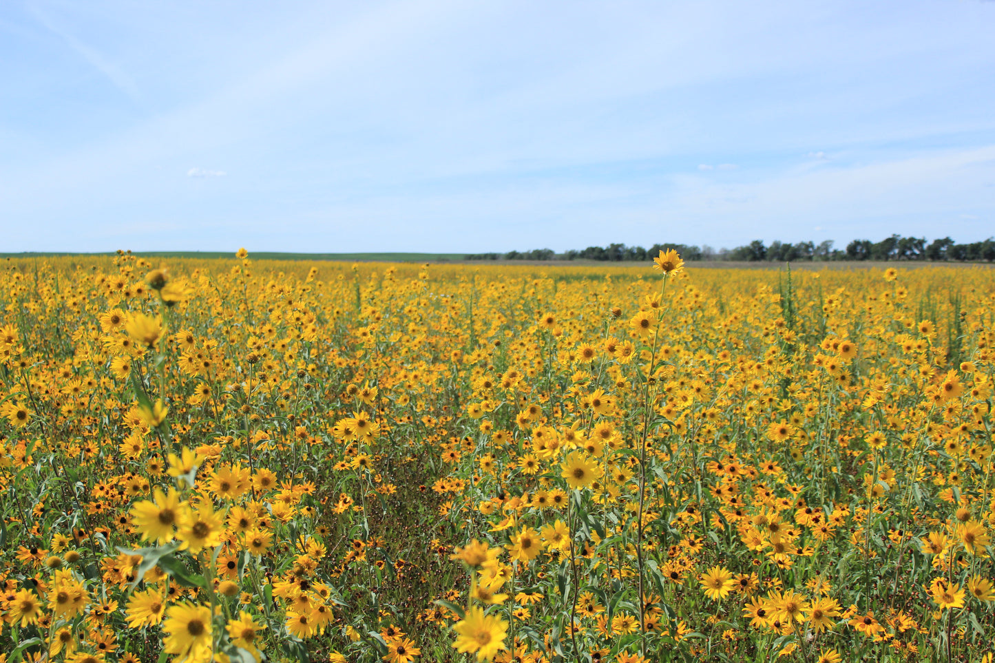 Maximilian's Sunflower Helianthus maximiliani 100 Seeds