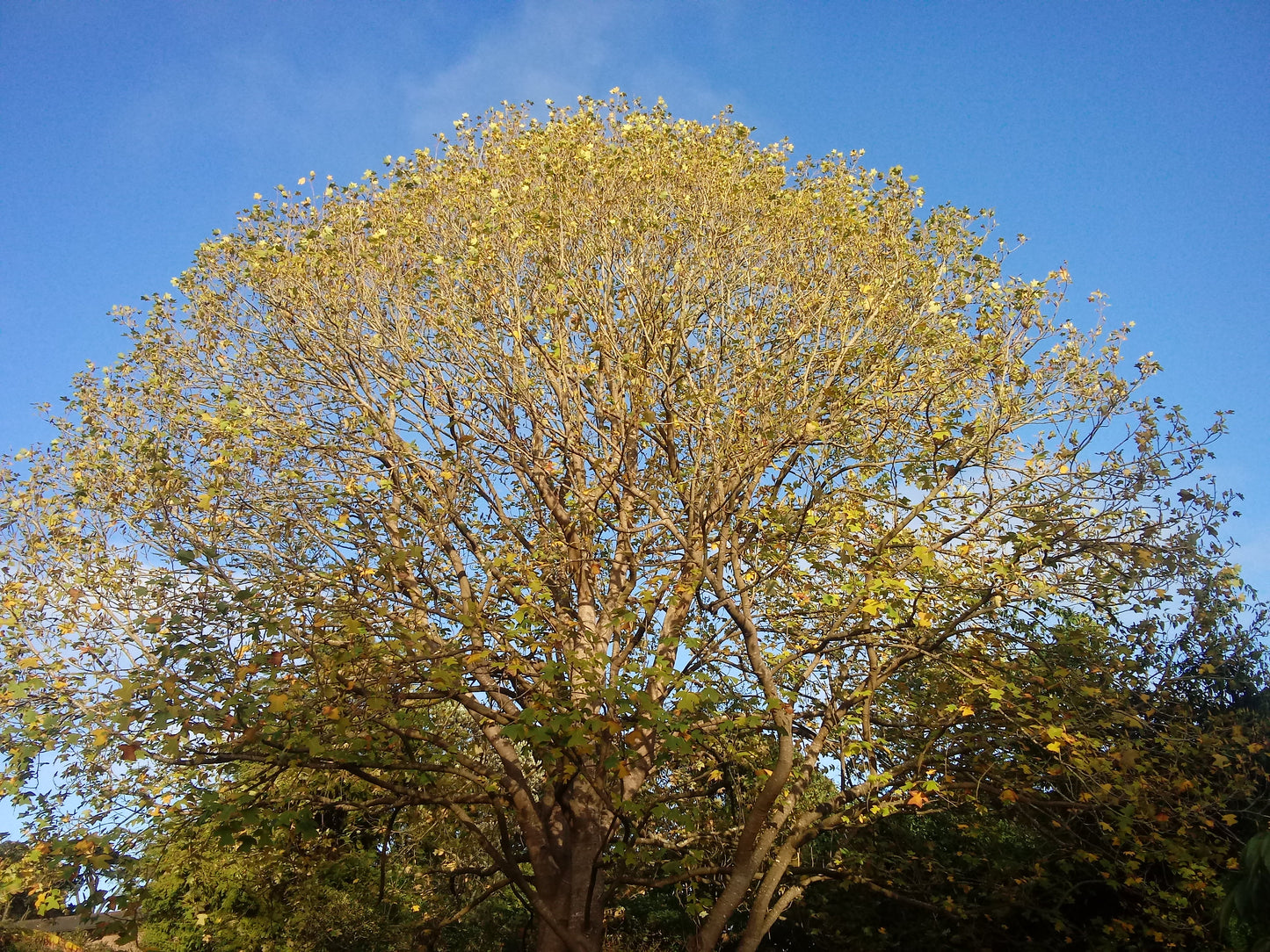 Chinese Tulip Tree 100 Seeds Liriodendron chinense