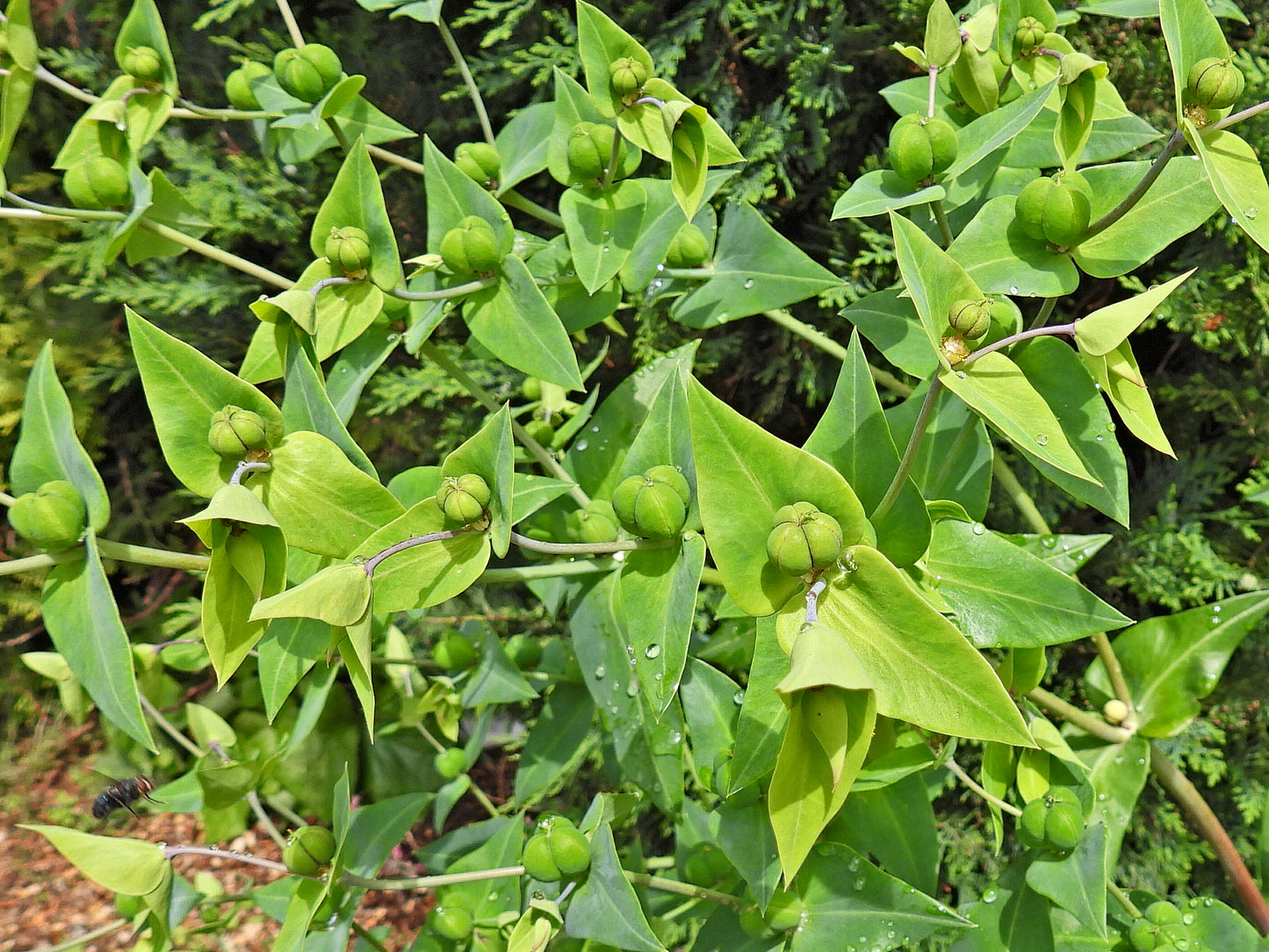 Caper Spurge 10 Seeds Euphorbia lathyris
