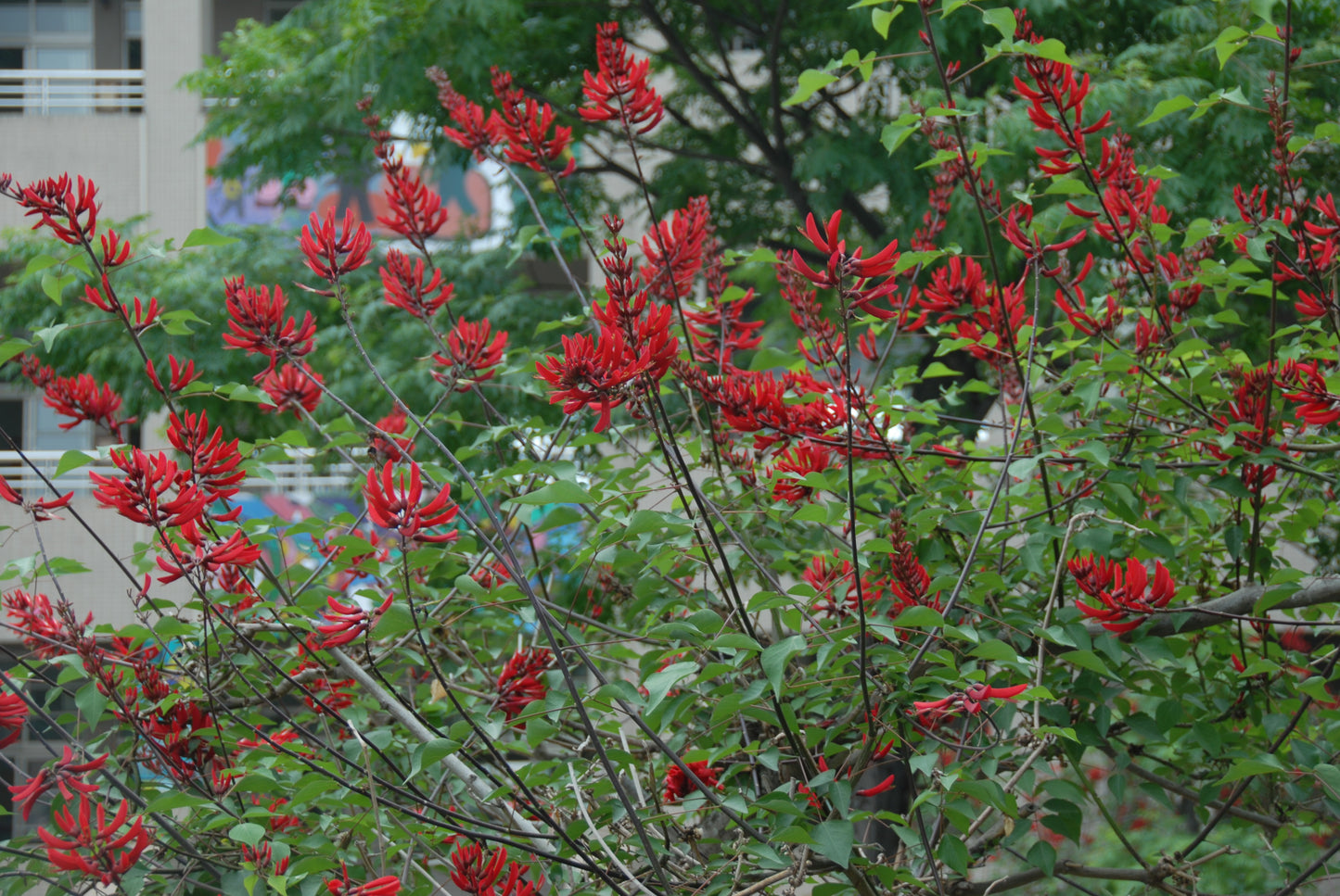 Coral Tree Erythrina corallodendron 10 Seeds