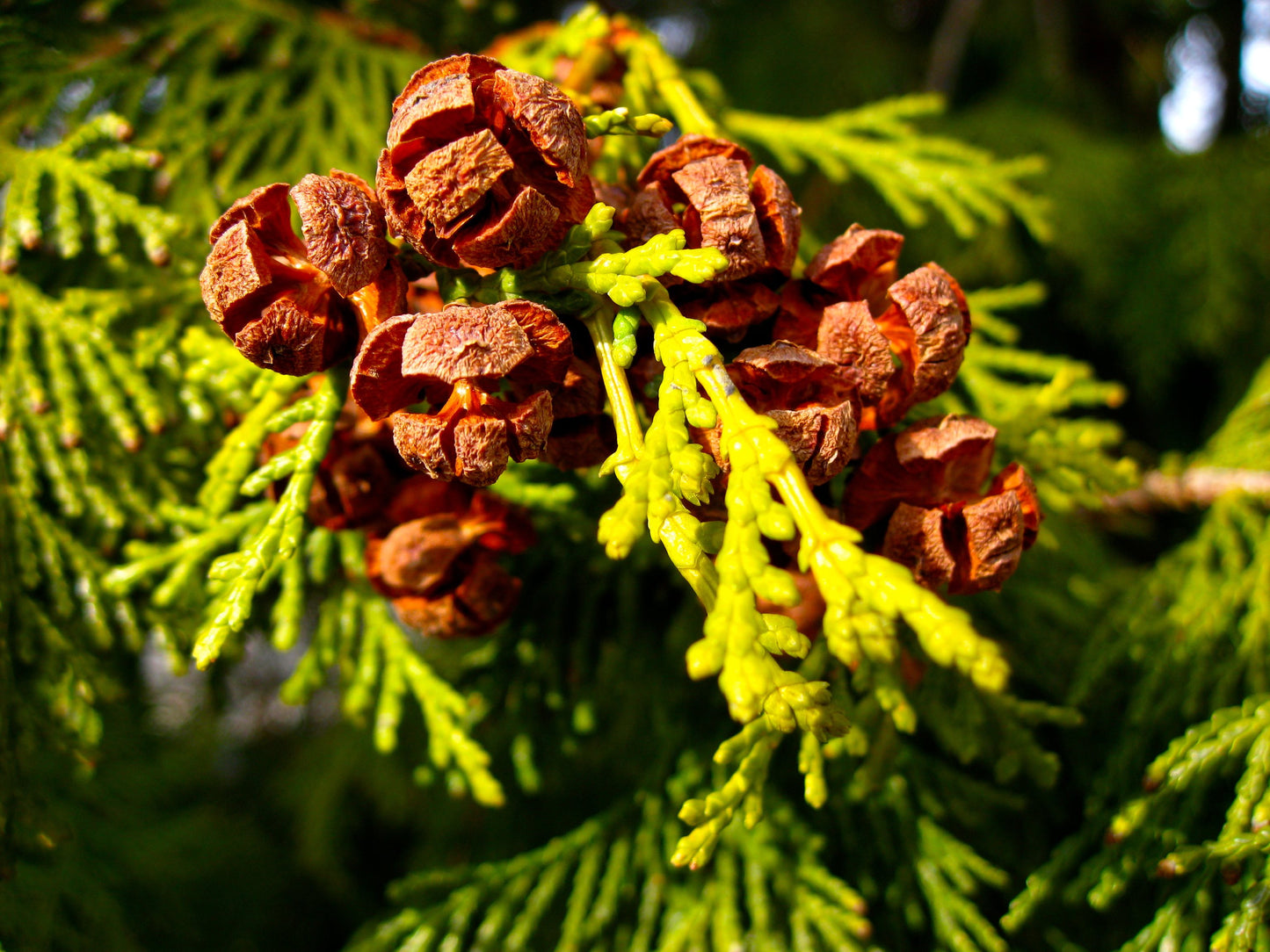 Hinoki Cypress Chamaecyparis obtusa 100 Seeds  USA Company