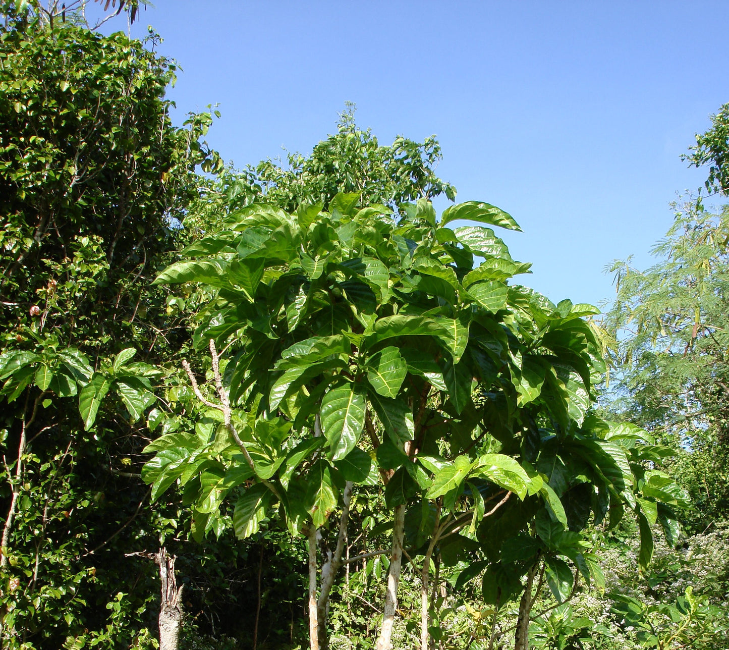 Indian Mulberry 20 Seeds Morinda citrifolia