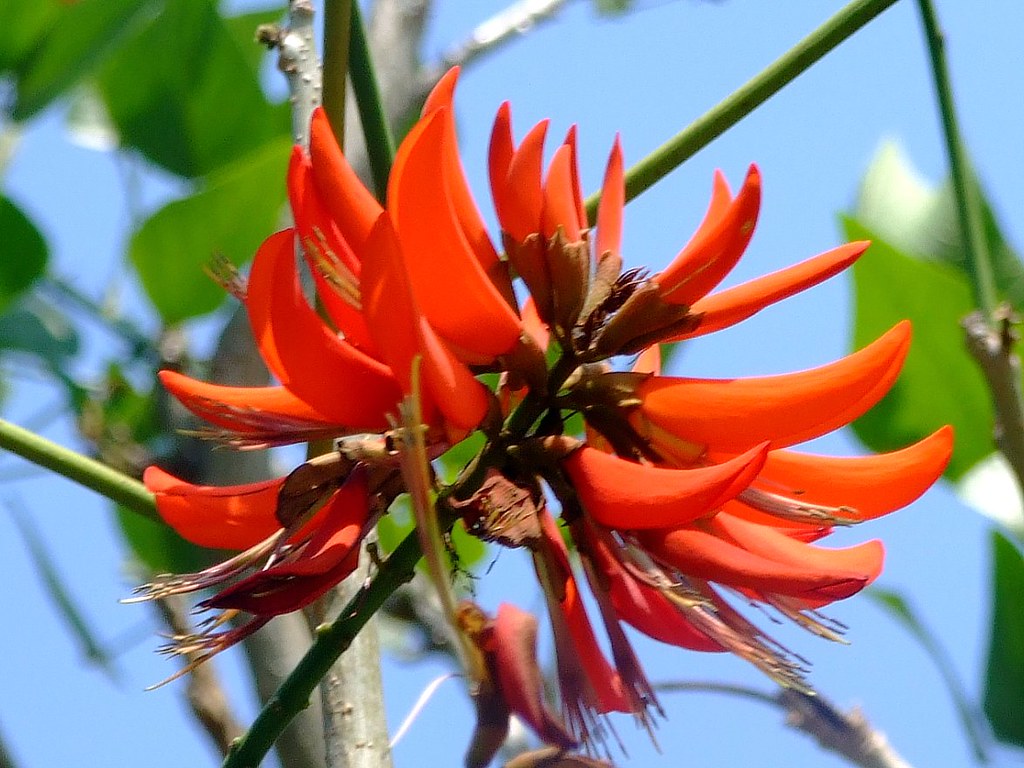 coral plant seeds Tiger's Claw Erythrina variegata 10 Seeds – R&B Floridaseeds