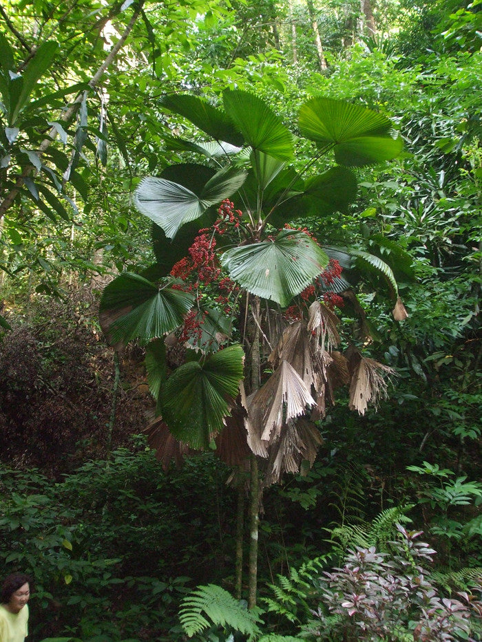 Ruffled Fan Palm Licuala grandis 10 Seeds