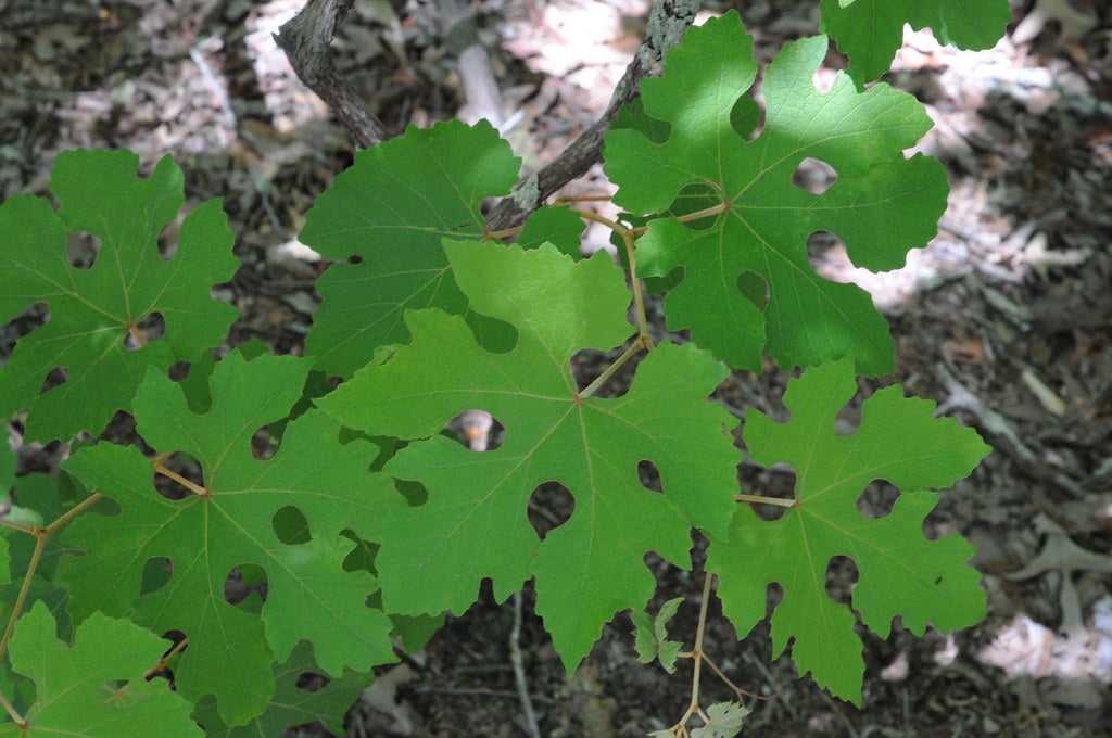 Summer Grape Vitis aestivalis 20 Seeds