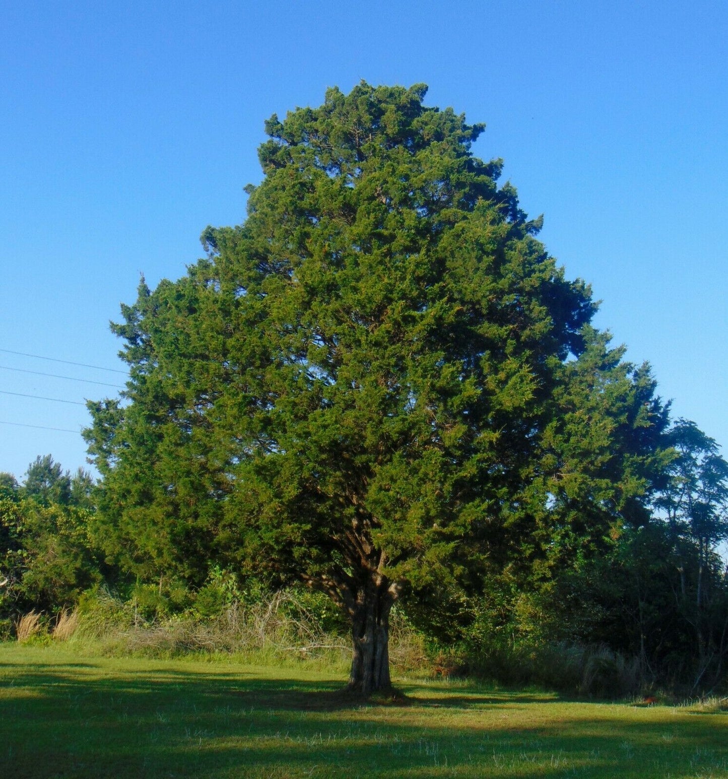 Southern Red Cedar 100 Seeds Juniperus silicicola