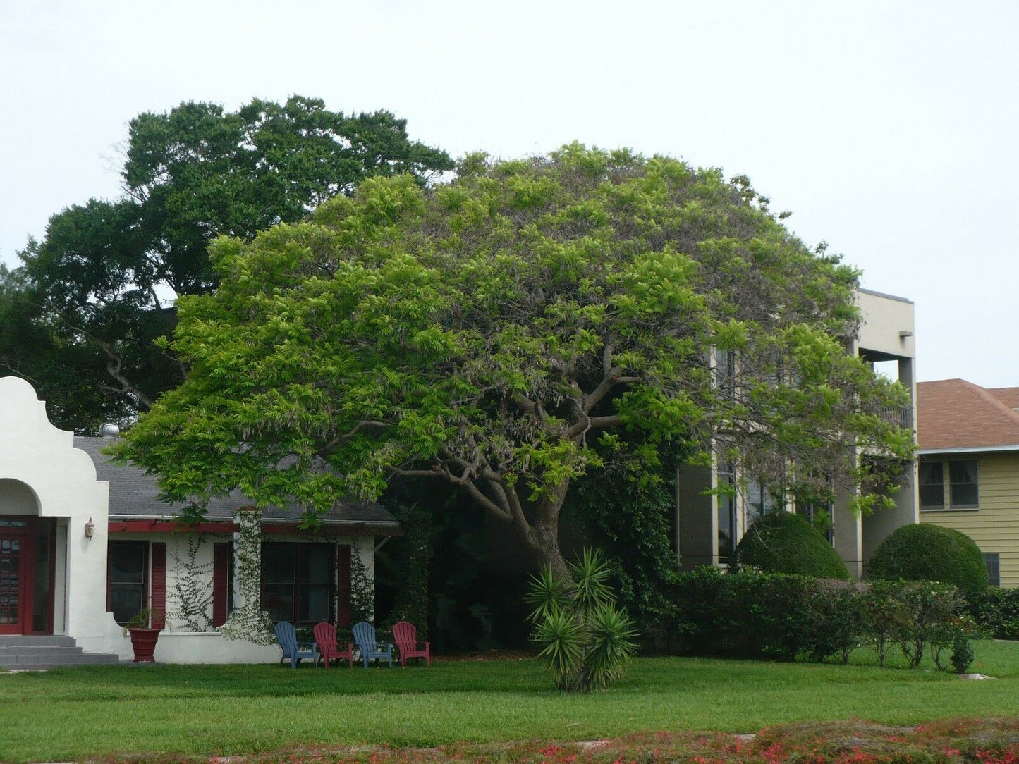 Yellow Poinciana Peltophorum pterocarpum 20 Seeds