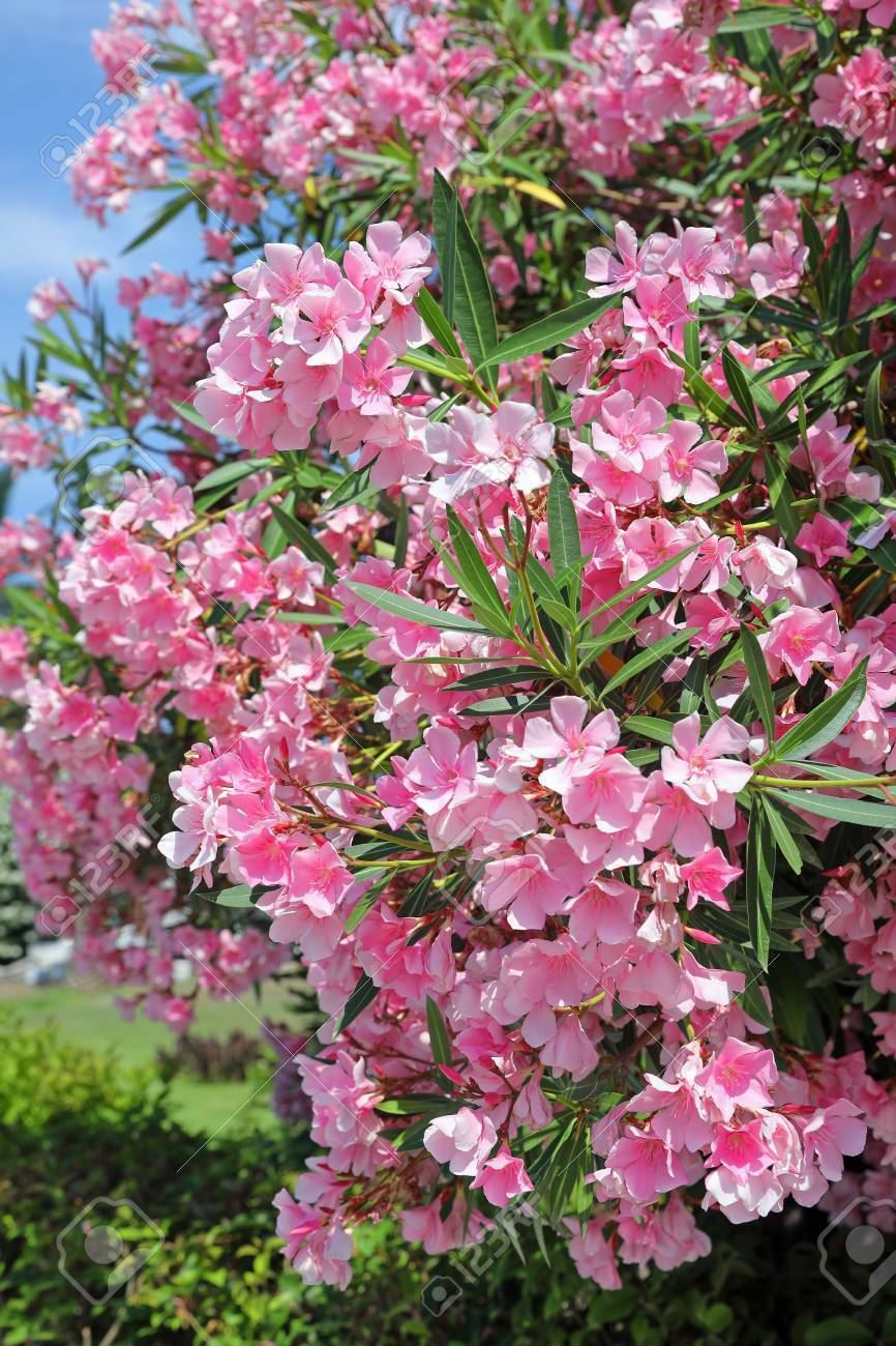 Light Pink Oleander Nerium oleander 20 Seeds   USA Company