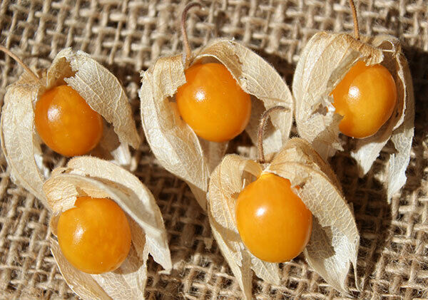 Goldenberry Cape Gooseberry Physalis peruviana 20 Seeds  USA Company