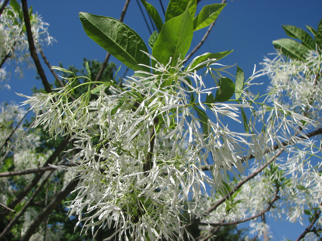 Fringe Tree Chionanthus virginicus 10 Seeds