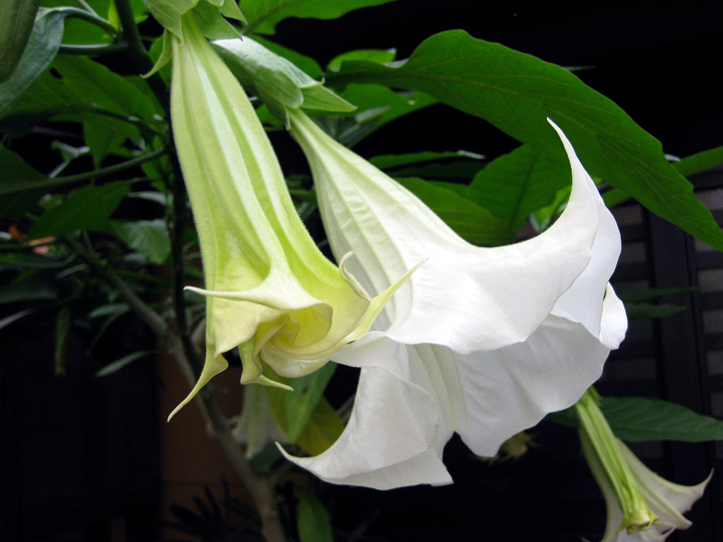 angel trumpet flower seeds White Angel's Trumpet Brugmansia suaveolens 20 Seeds – R&B Floridaseeds