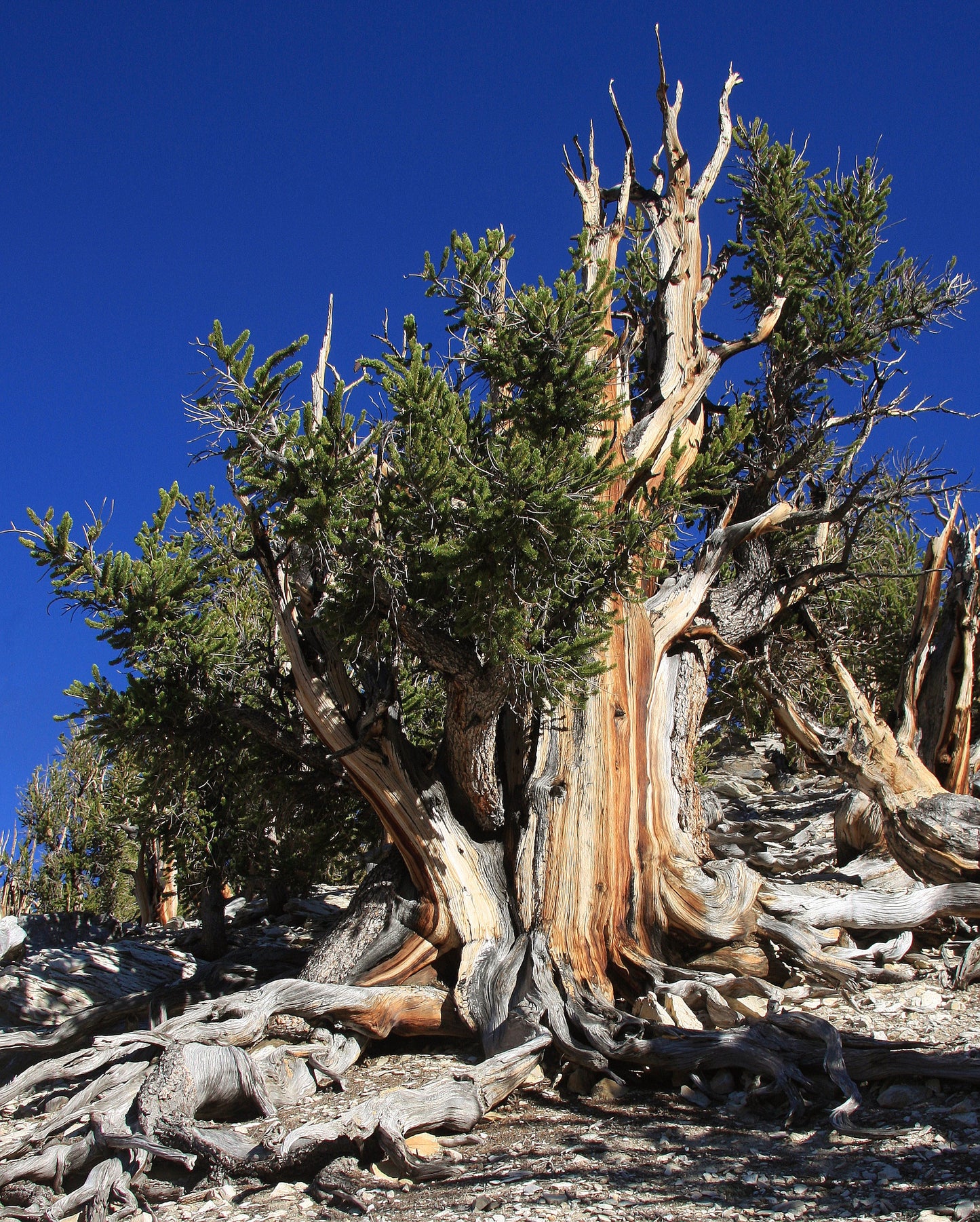 Great Basin Bristlecone Pine Pinus longaeva 10 Seeds  USA Company