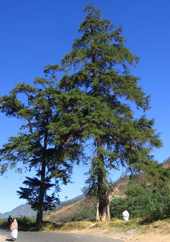Himalayan Cypress Cupressus torulosa  100 Seeds  USA Company