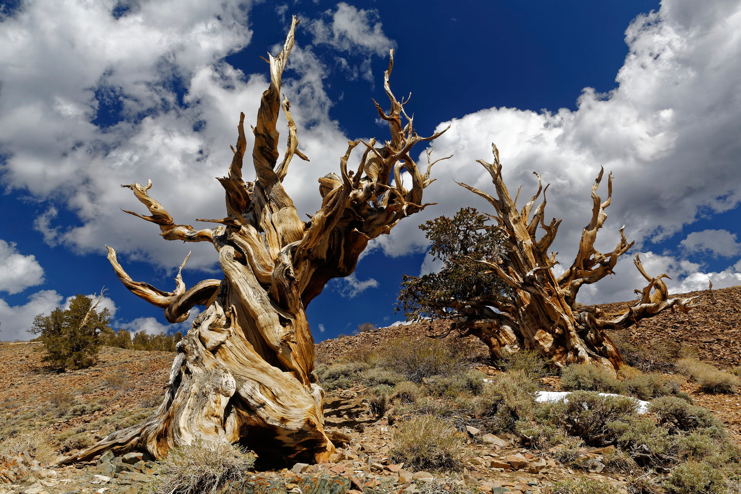 Great Basin Bristlecone Pine Pinus longaeva 10 Seeds  USA Company