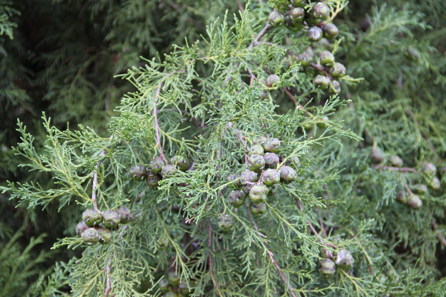 Himalayan Cypress Cupressus torulosa  100 Seeds  USA Company