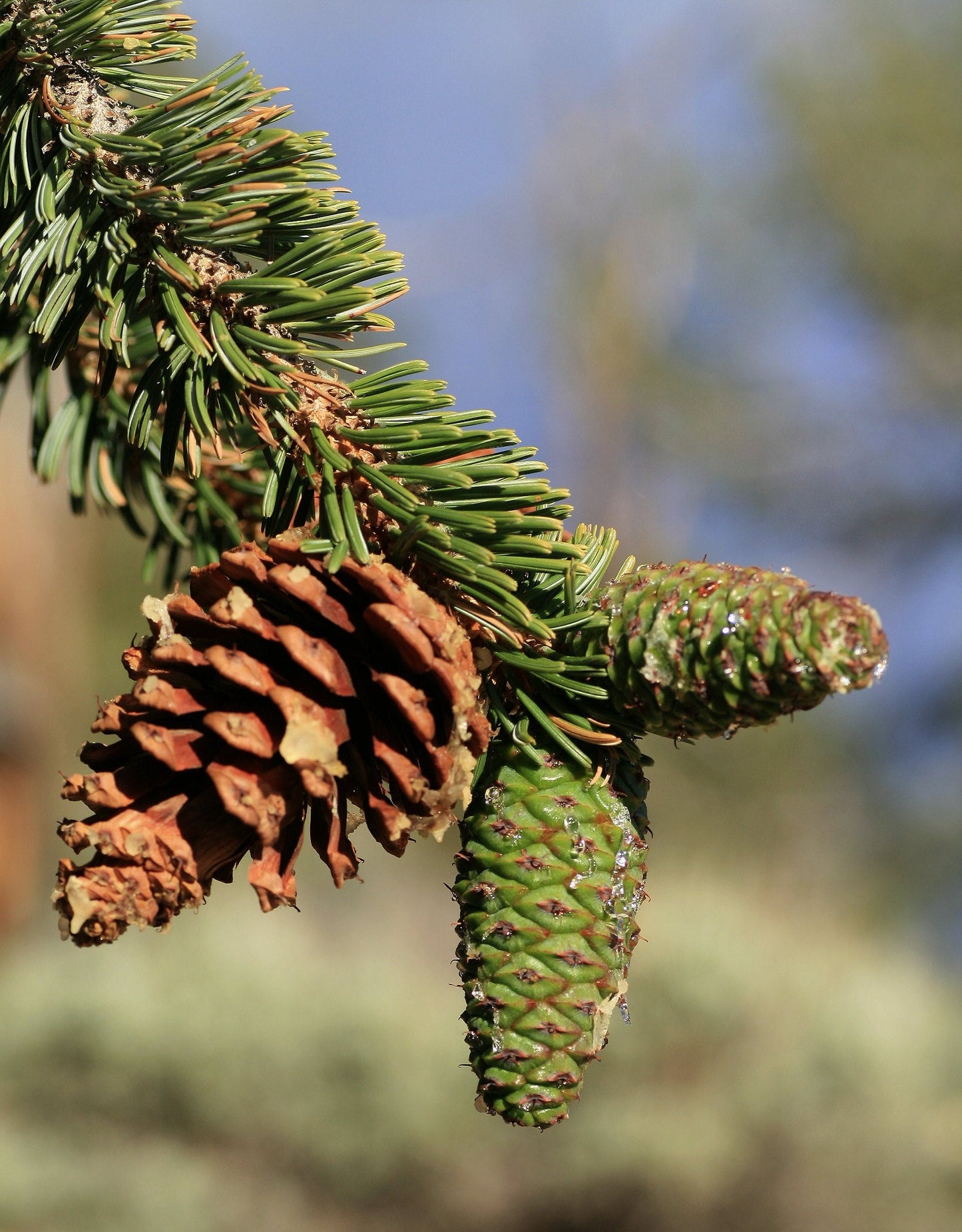 Great Basin Bristlecone Pine Pinus longaeva 10 Seeds  USA Company