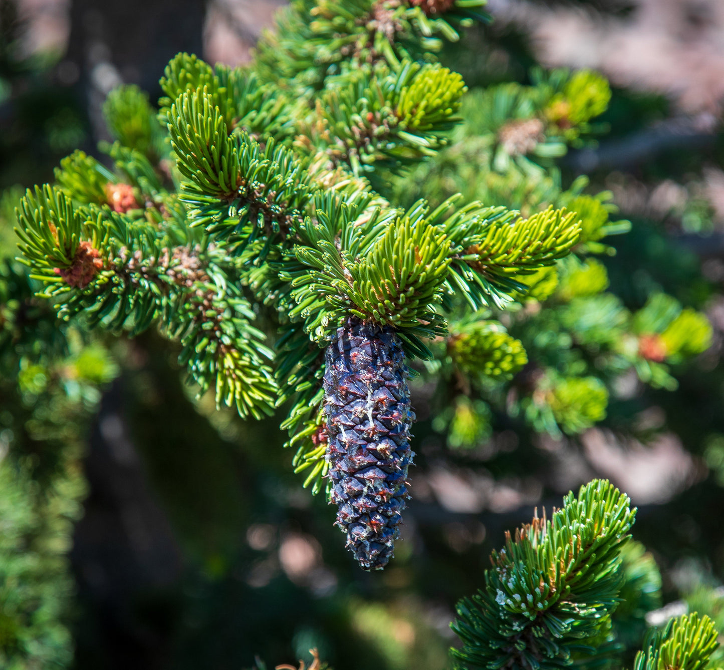 Great Basin Bristlecone Pine Pinus longaeva 10 Seeds  USA Company