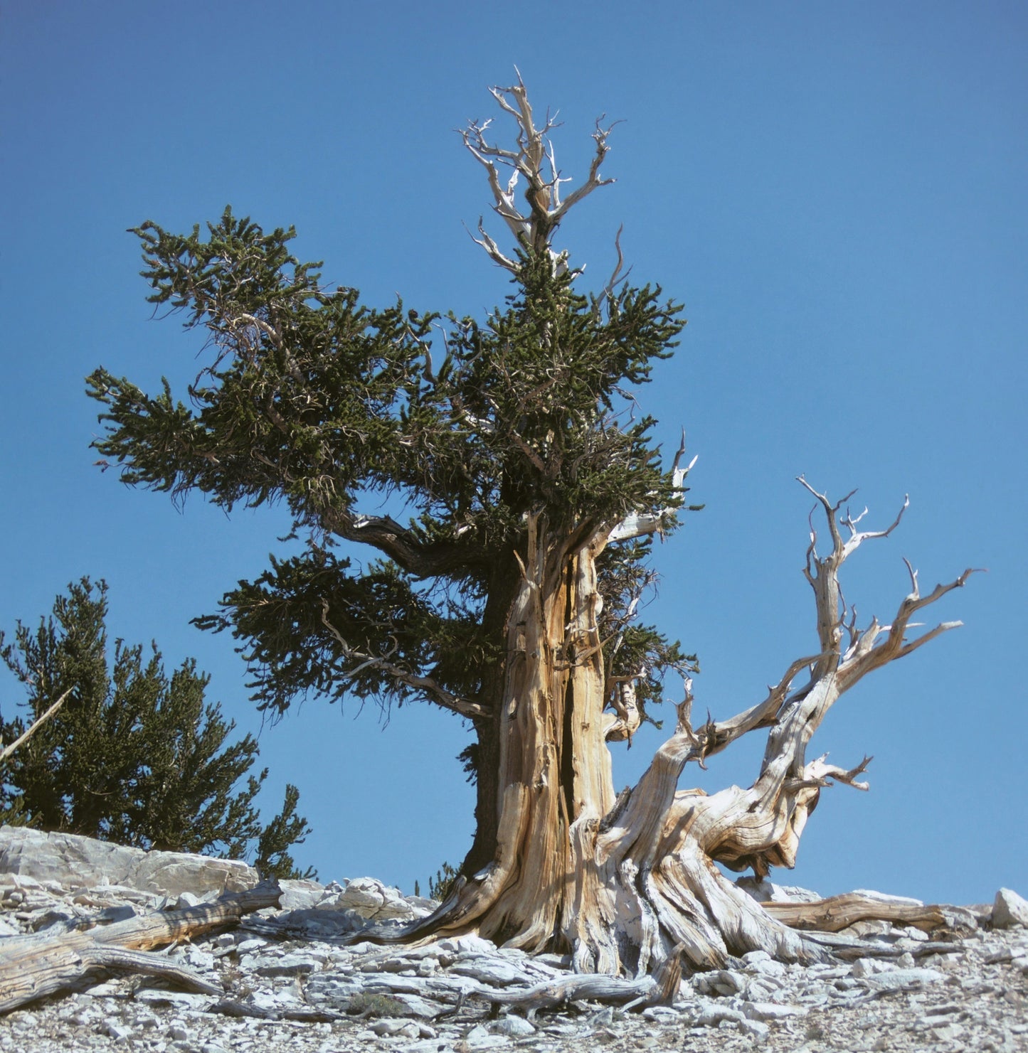 Great Basin Bristlecone Pine Pinus longaeva 10 Seeds  USA Company