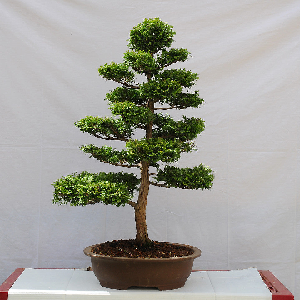 Hinoki Cypress Chamaecyparis obtusa 500 Seeds  USA Company