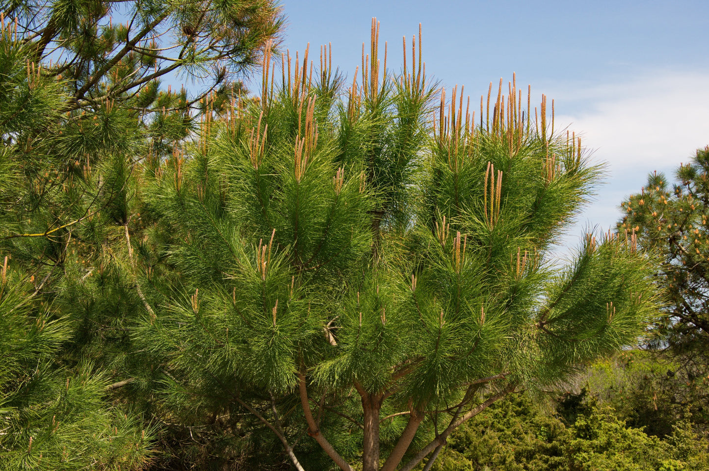 Italian Stone Pine Pinus pinea 10 Seeds  USA Company