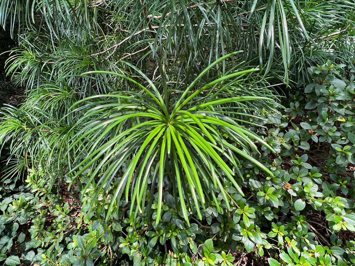 Japanese Umbrella Pine Sciadopitys verticillata 10 Seeds  USA Company
