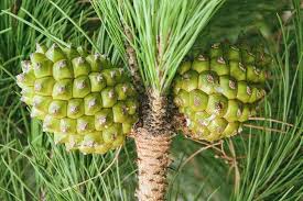 Italian Stone Pine Pinus pinea 10 Seeds  USA Company