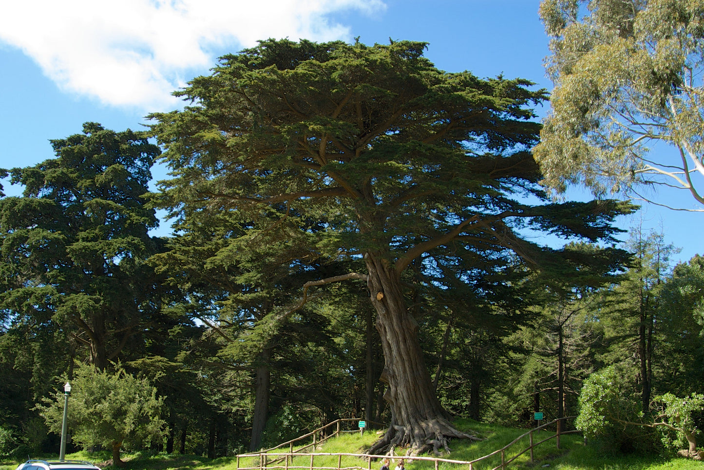 Monterey Cypress Cupressus macrocarpa  100 Seeds   USA Company