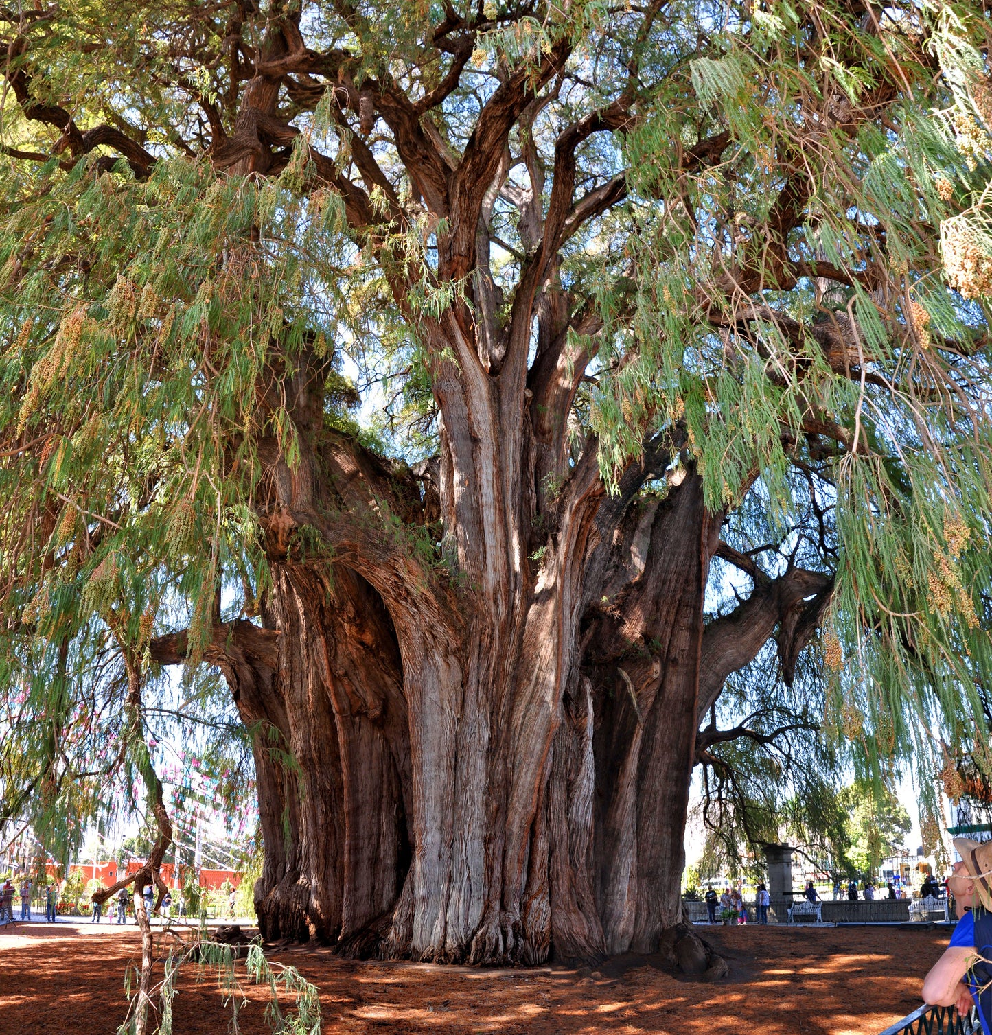 Montezuma Cypress Taxodium mucronatum 100 Seeds   USA Company