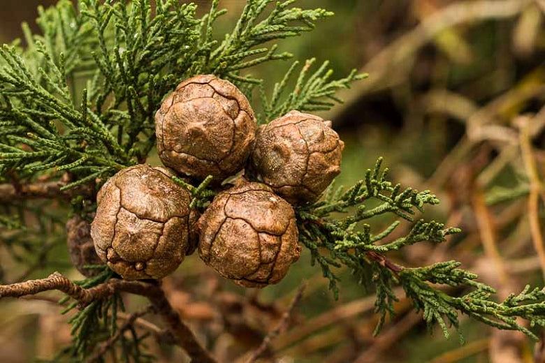 Monterey Cypress 100 Seeds Cupressus macrocarpa