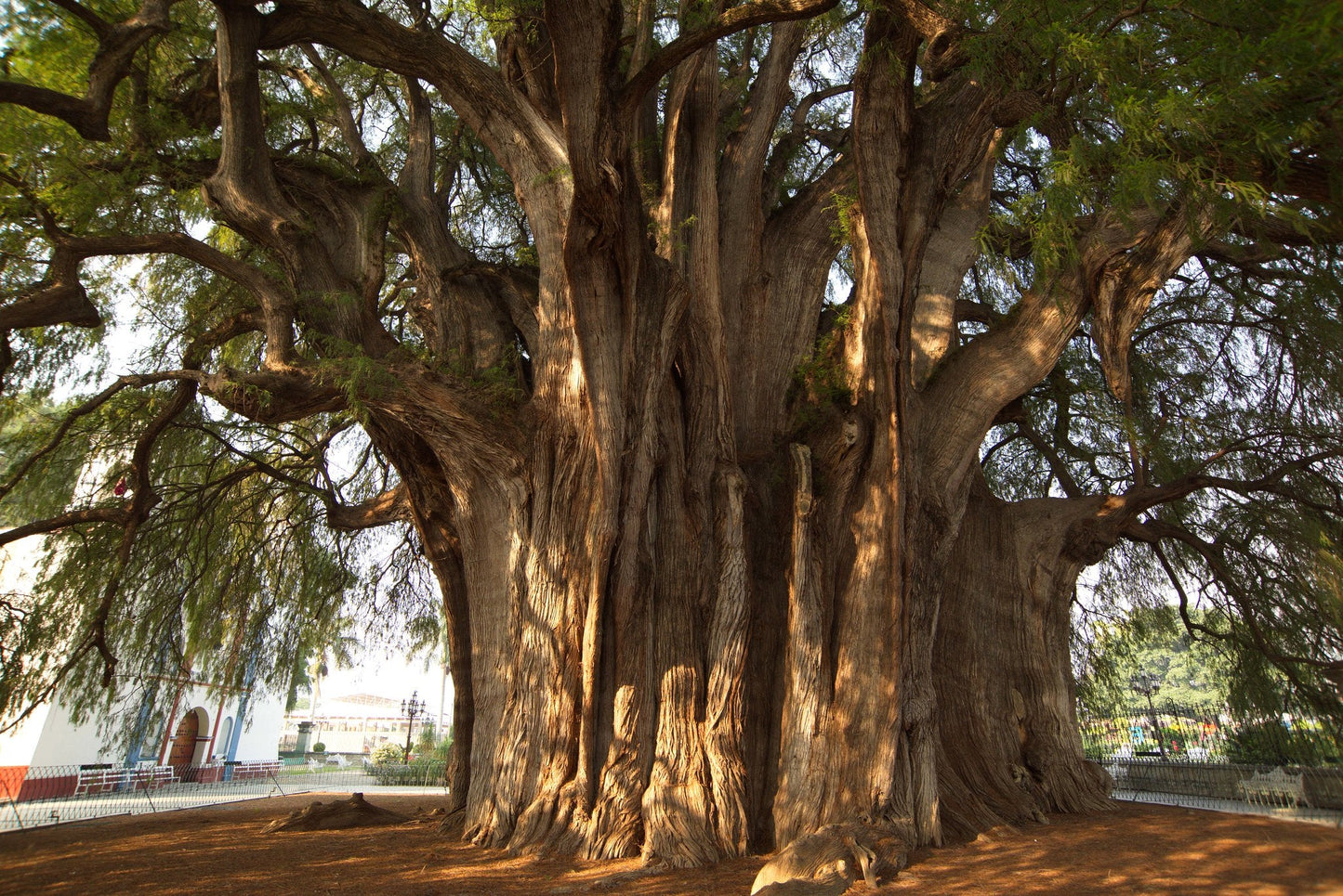 Montezuma Cypress Taxodium mucronatum 100 Seeds   USA Company