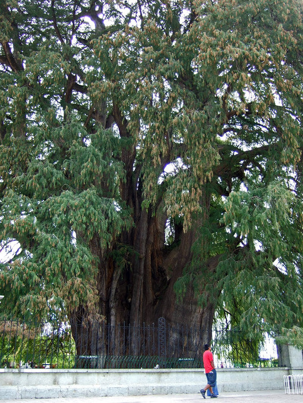 Montezuma Cypress Taxodium mucronatum 100 Seeds   USA Company