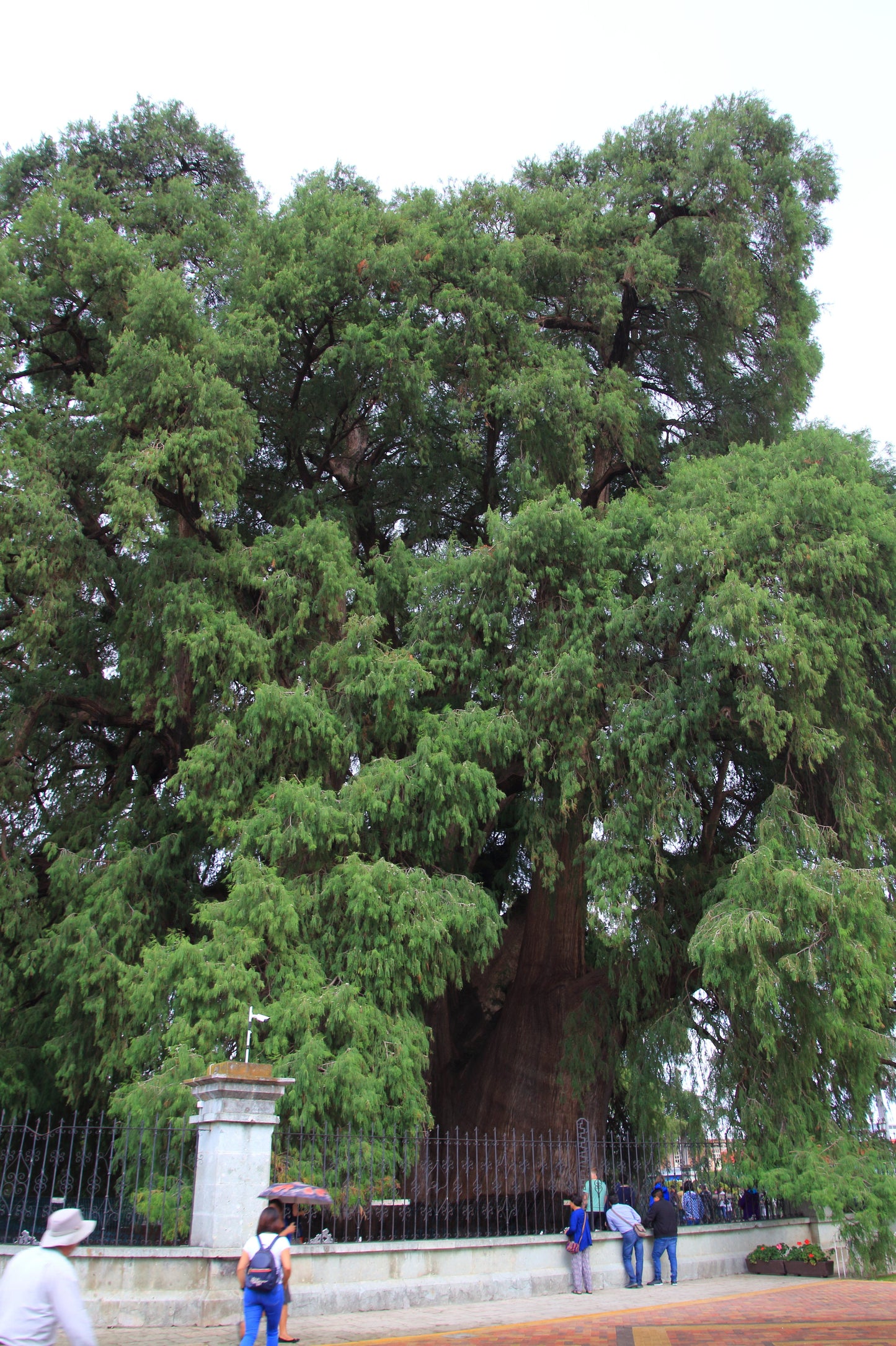 Montezuma Cypress Taxodium mucronatum 100 Seeds   USA Company