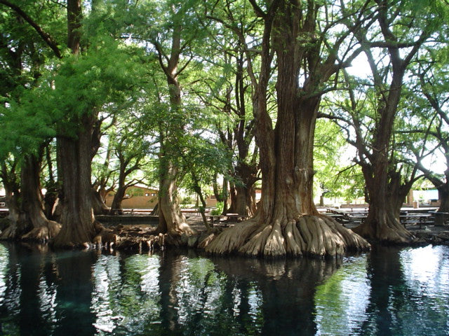 Montezuma Cypress Taxodium mucronatum 100 Seeds   USA Company