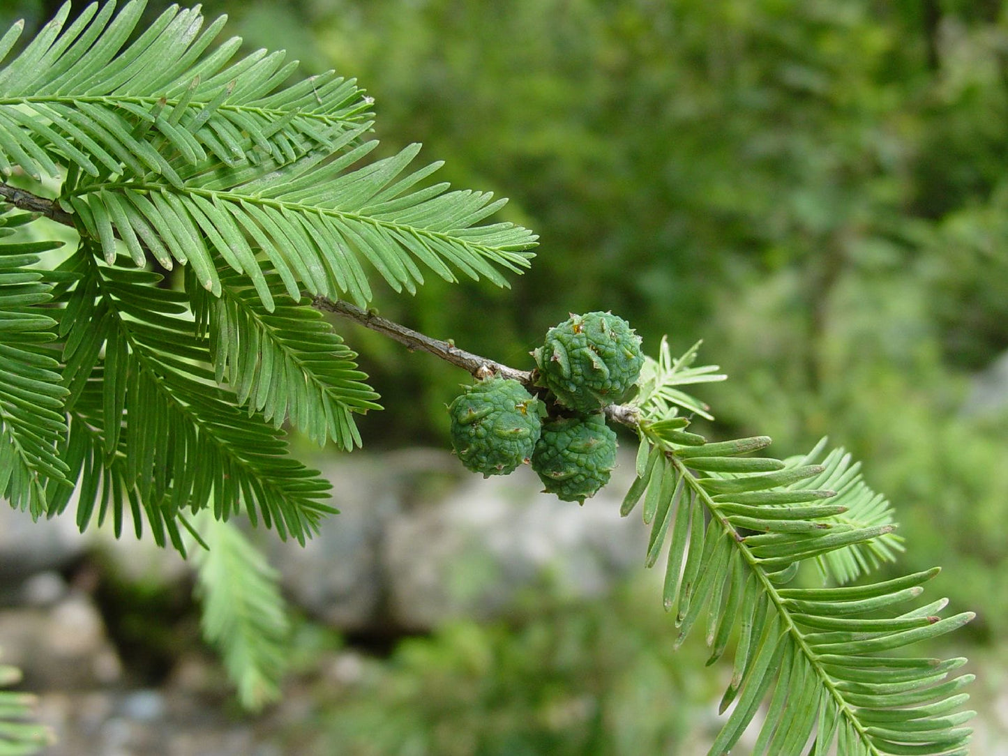 Montezuma Cypress Taxodium mucronatum 100 Seeds   USA Company