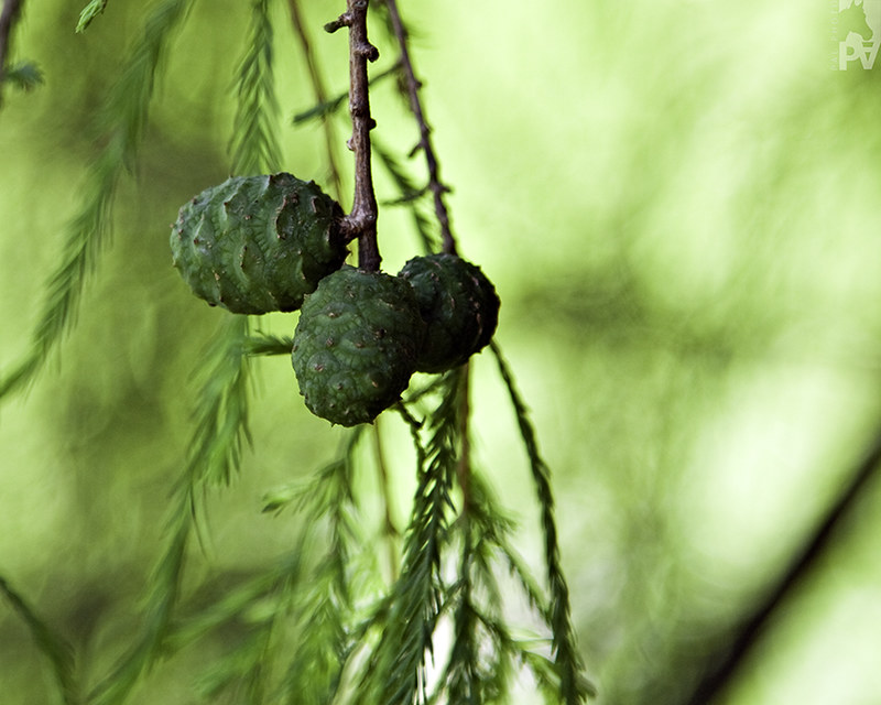 Montezuma Cypress Taxodium mucronatum 100 Seeds   USA Company