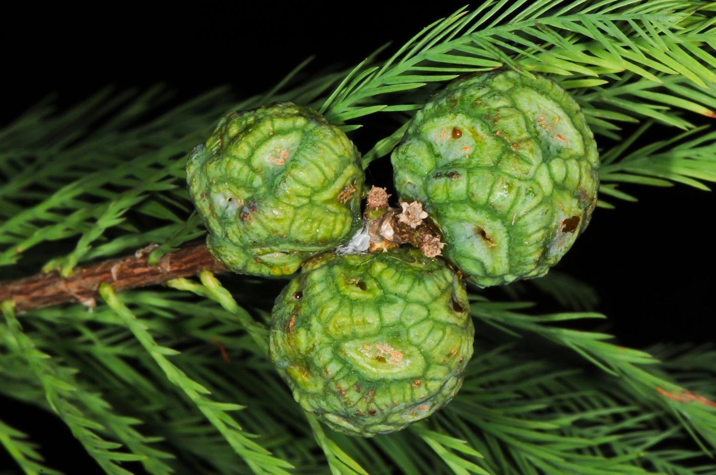 Montezuma Cypress Taxodium mucronatum 100 Seeds