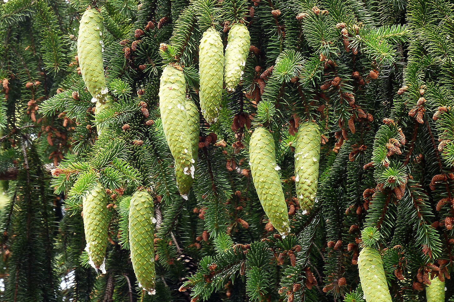 Norway Spruce Picea abies 100 Seeds  USA Company