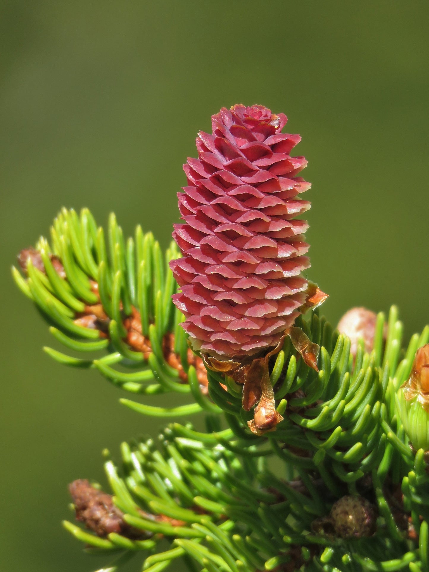 Norway Spruce Picea abies 100 Seeds  USA Company
