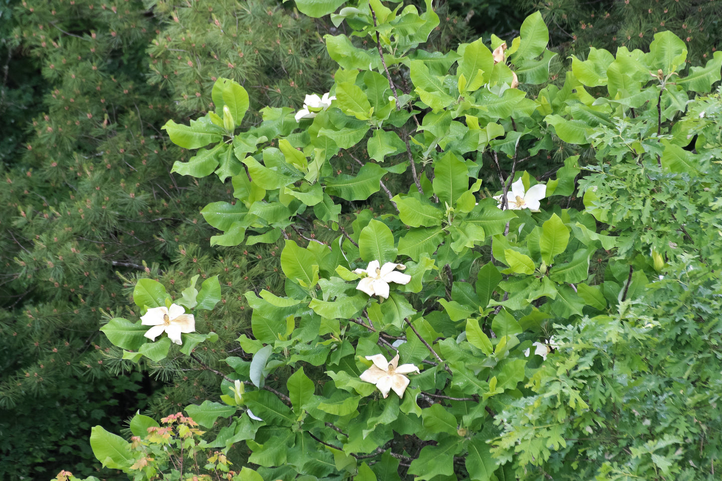 Bigleaf Magnolia Magnolia macrophylla 10 Seeds  USA Company