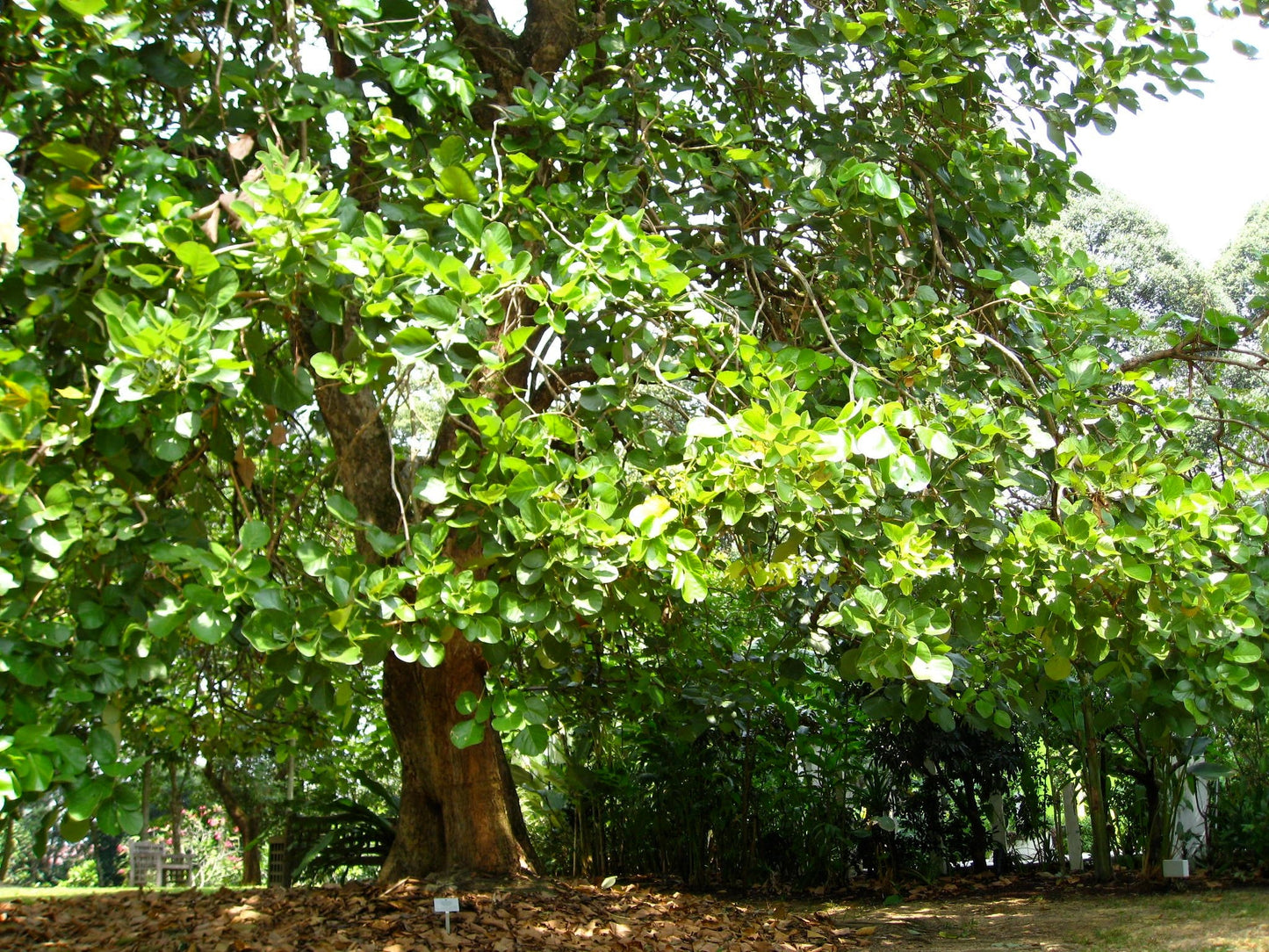 Flame of the Forest 10 Seeds Butea monosperma