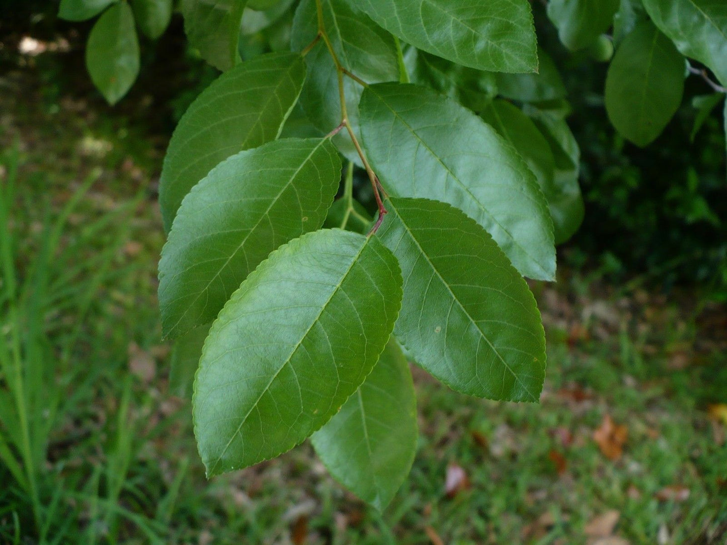 Flatwoods Plum Prunus umbellata 10 Seeds