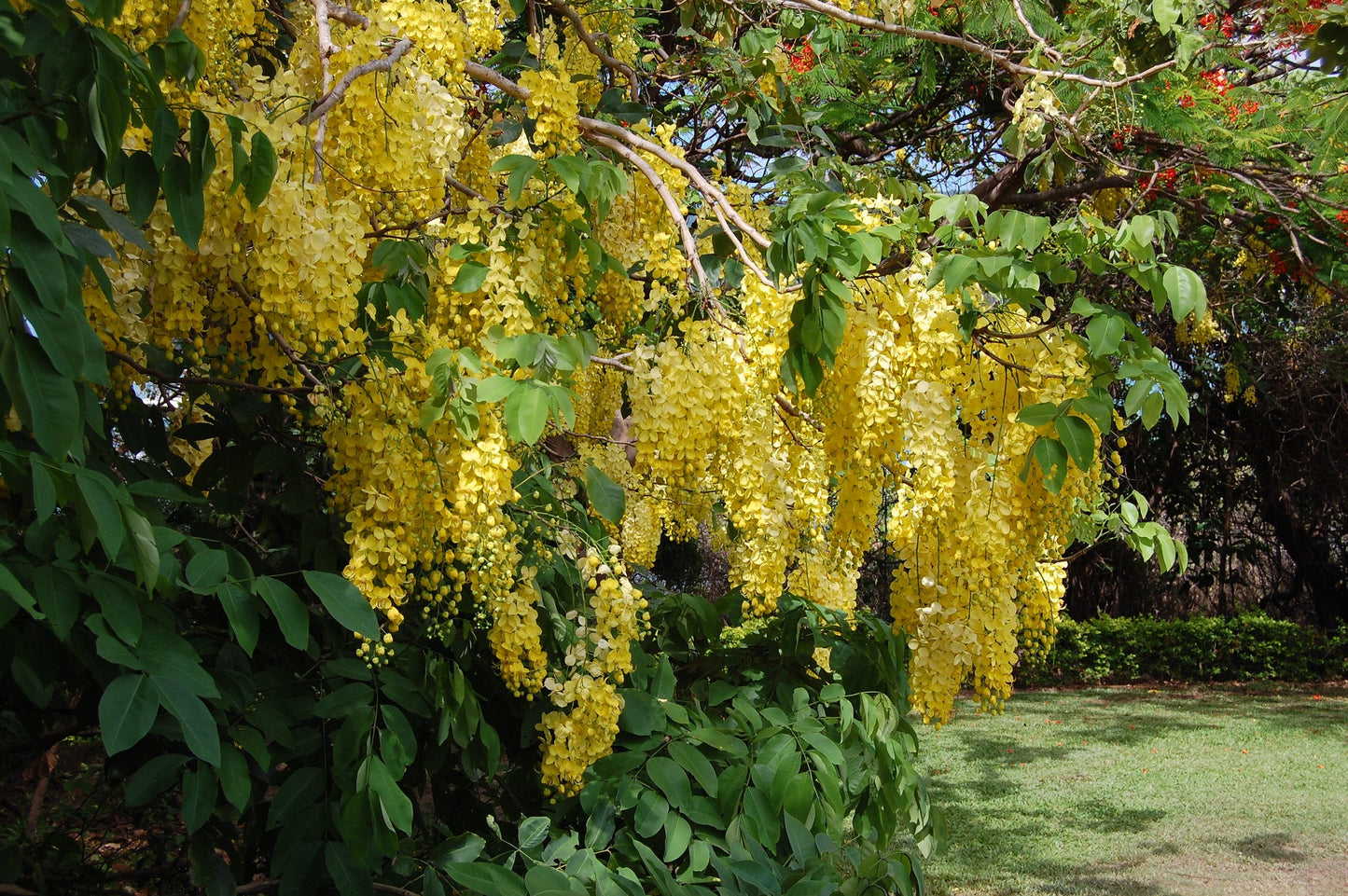 Golden Shower Tree Cassia fistula Bulk 200 Seeds  USA Company