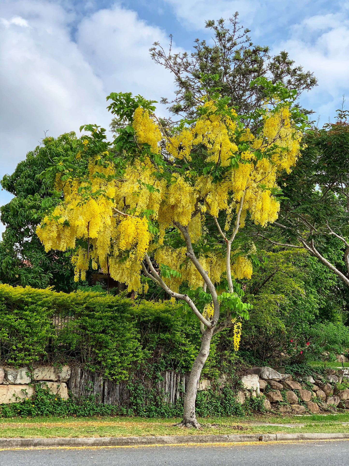 Golden Shower Tree Cassia fistula Bulk 200 Seeds  USA Company