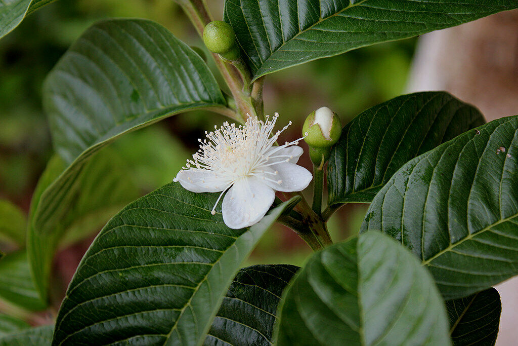 Guava Psidium guajava 200 Seeds  USA Company