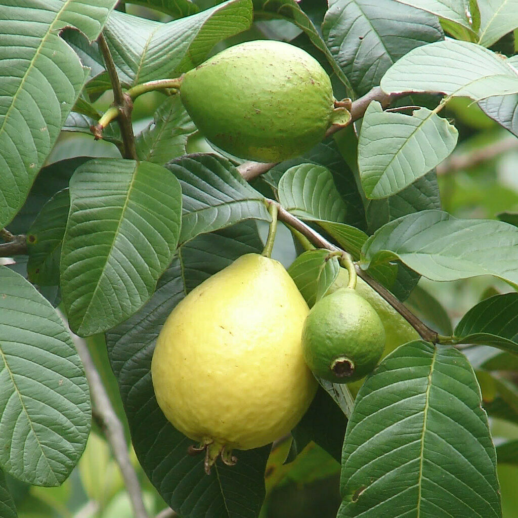 Guava Psidium guajava 200 Seeds  USA Company