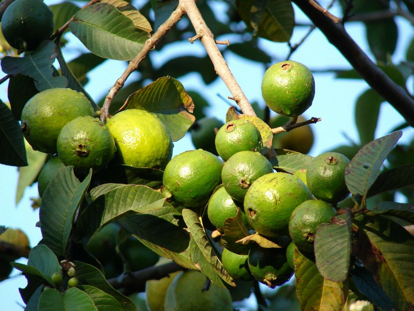 Guava Psidium guajava 200 Seeds  USA Company